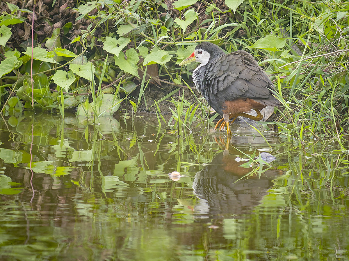 2025-04-11 33 White-breasted Waterhen.jpg