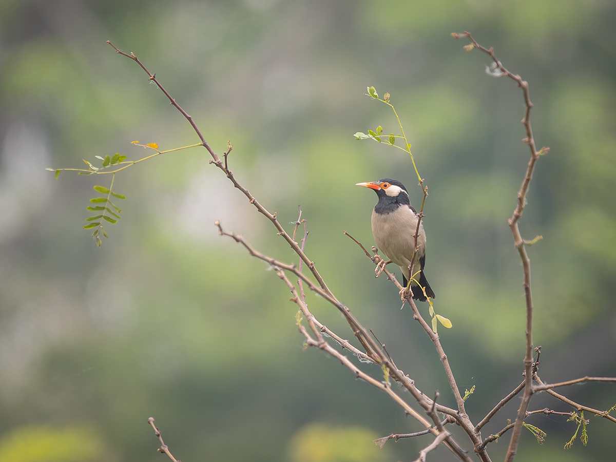 2025-04-11 34 Indian Pied Myna.jpg