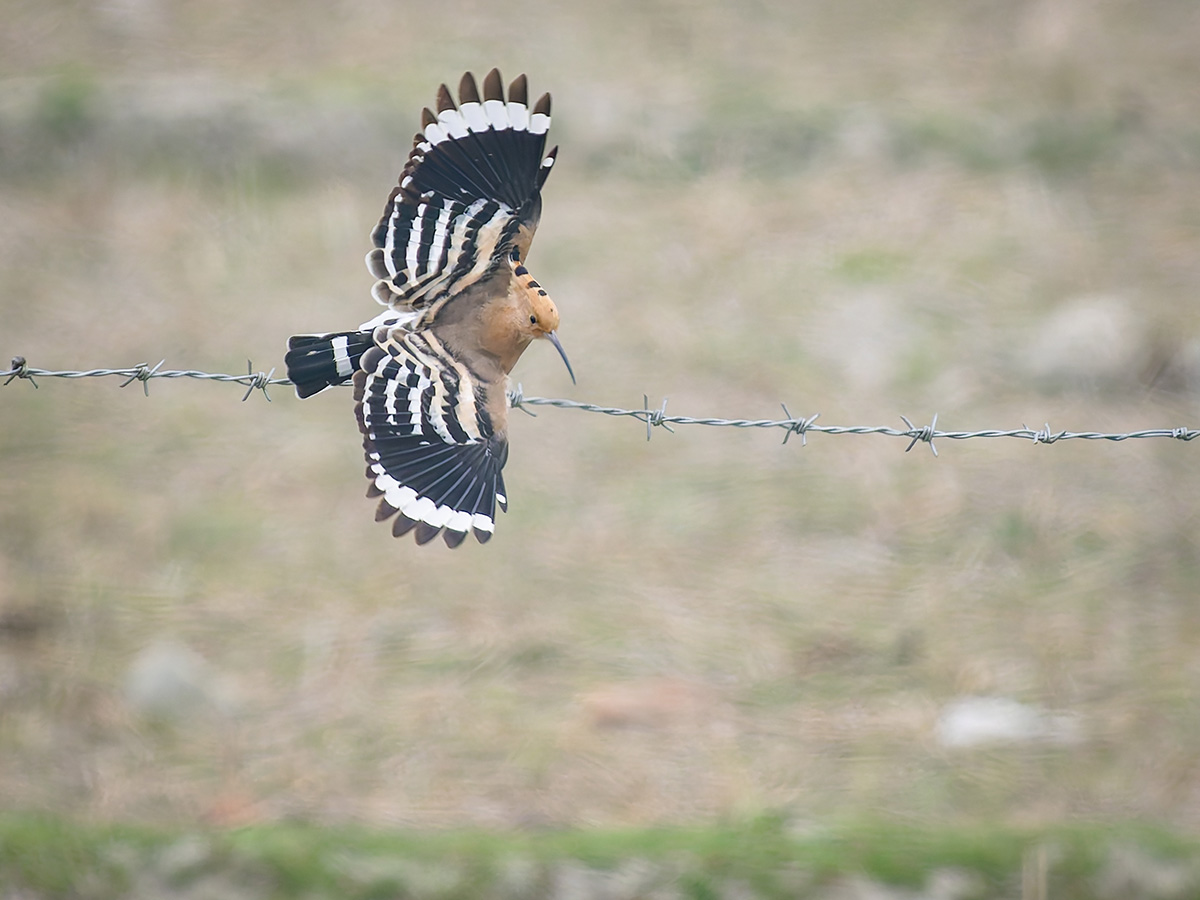 2025-04-11 36 Eurasian Hoopoe in Flight.jpg