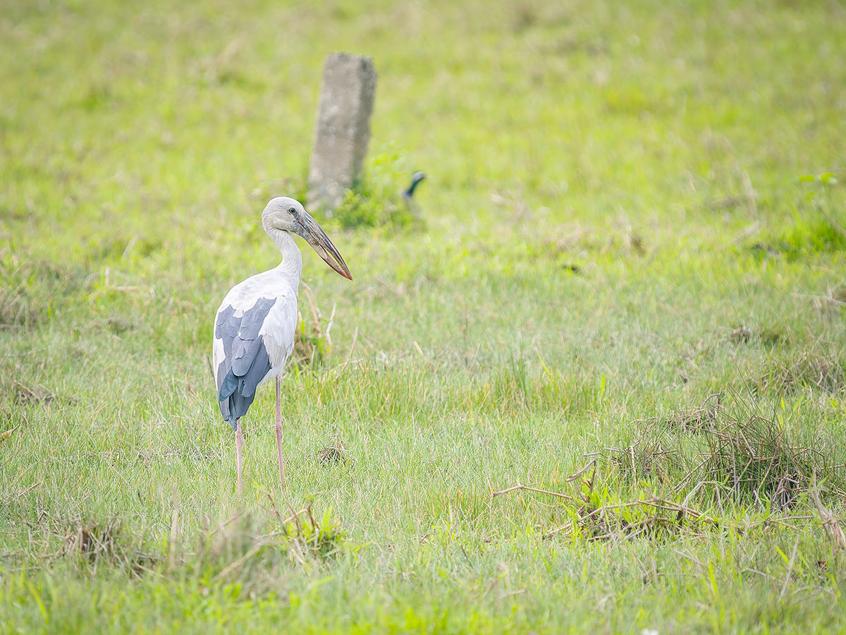 2025-04-11 42 Asian Openbill.jpg