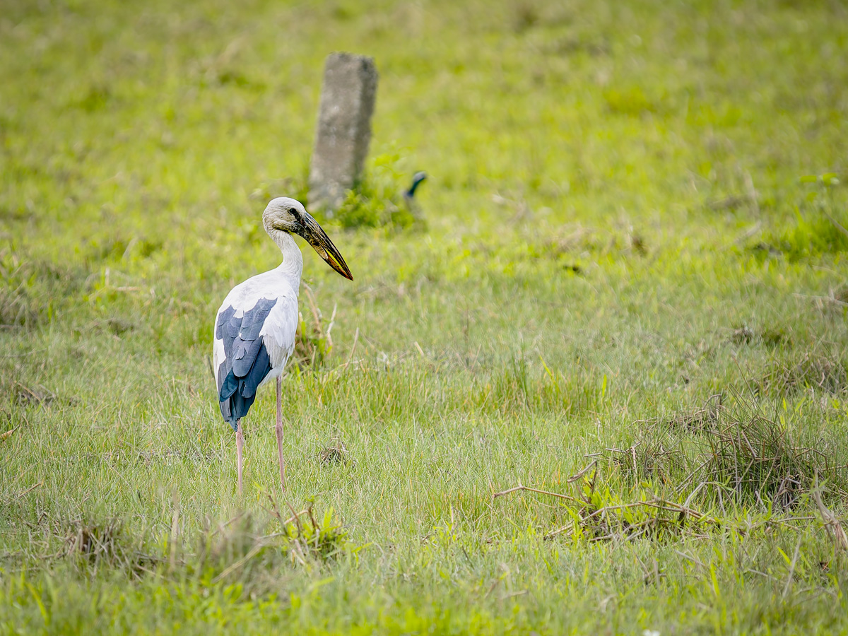 2025-04-11 42 Asian Openbill.jpg