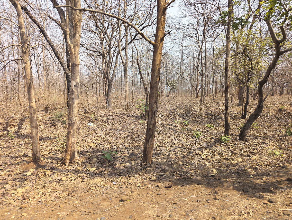 2025-04-13 003 Dry Forest.jpg