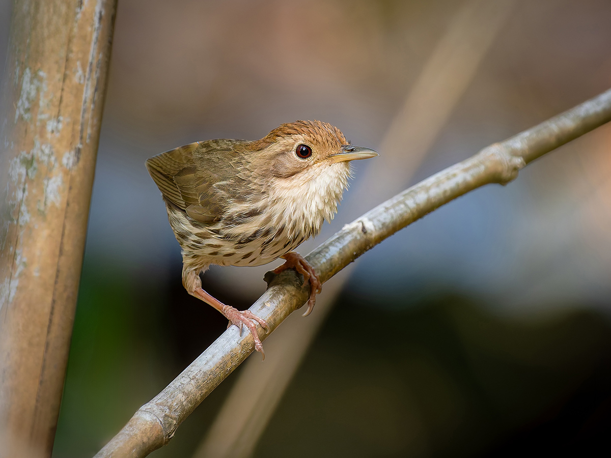 2025-04-13 005 Puff-throated Babbler.jpg