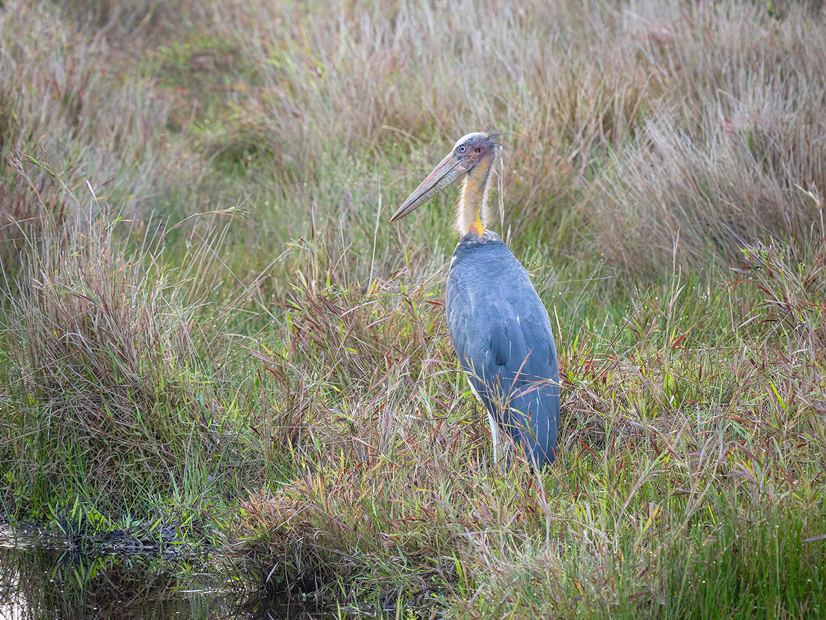 2025-04-14 003 Lesser Adjutant.jpg