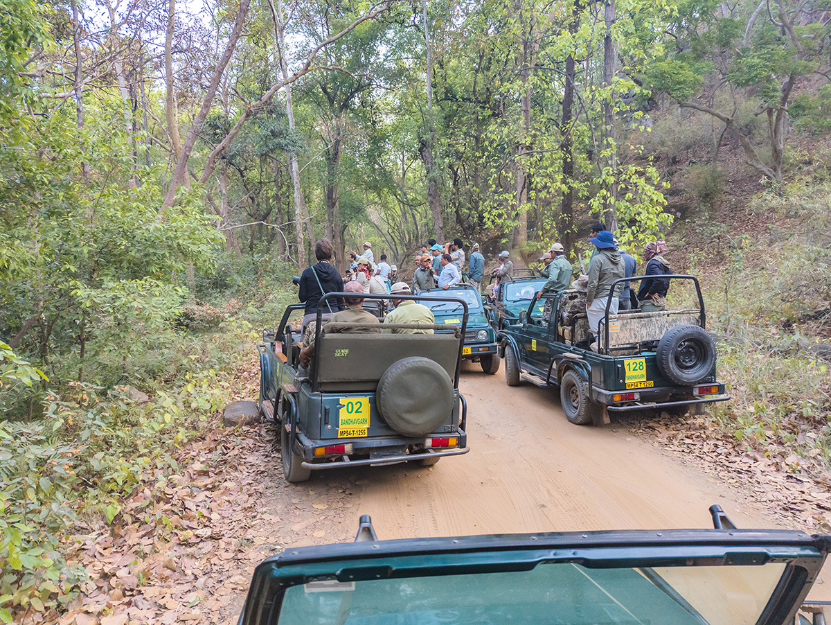 2025-04-14 007 Tiger Watchers.jpg