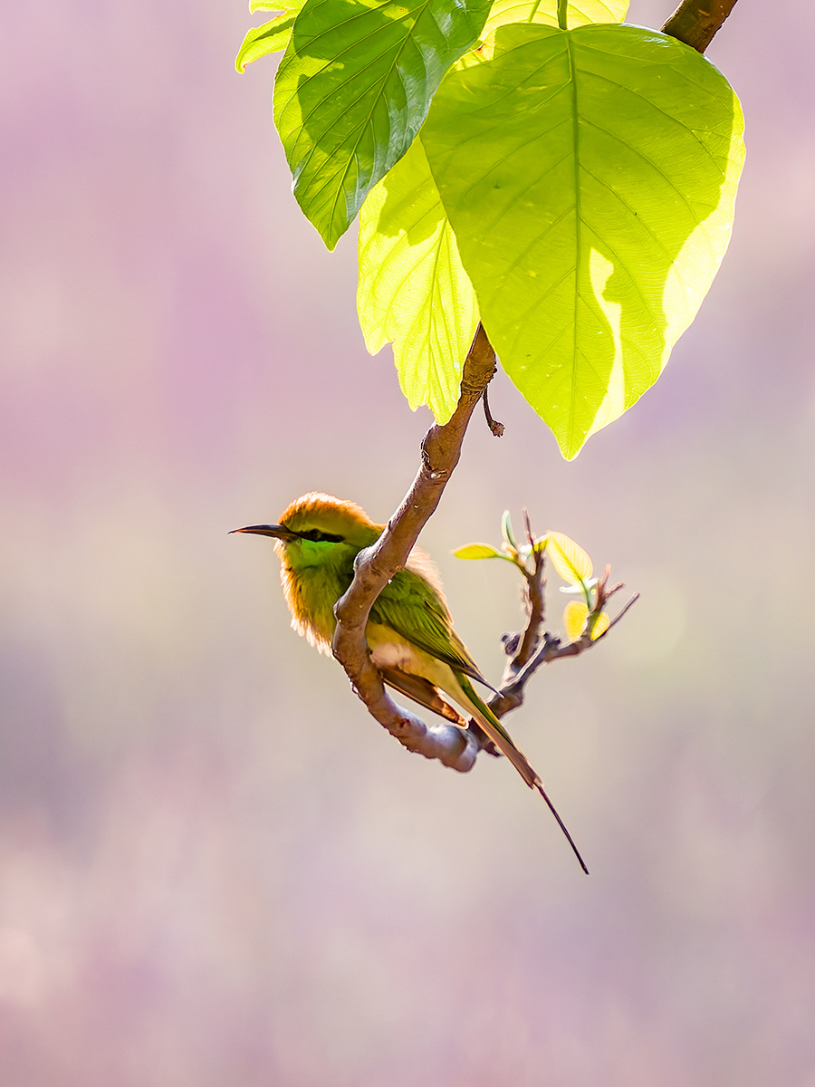2025-04-14 014 Asian Green Bee-eater.jpg