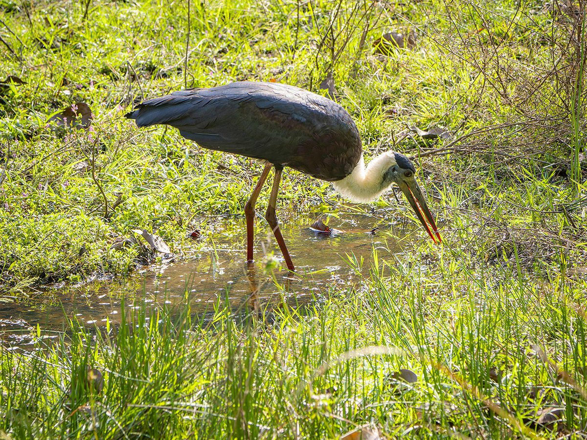 2025-04-14 029 Asian Woolly-necked Stork.jpg