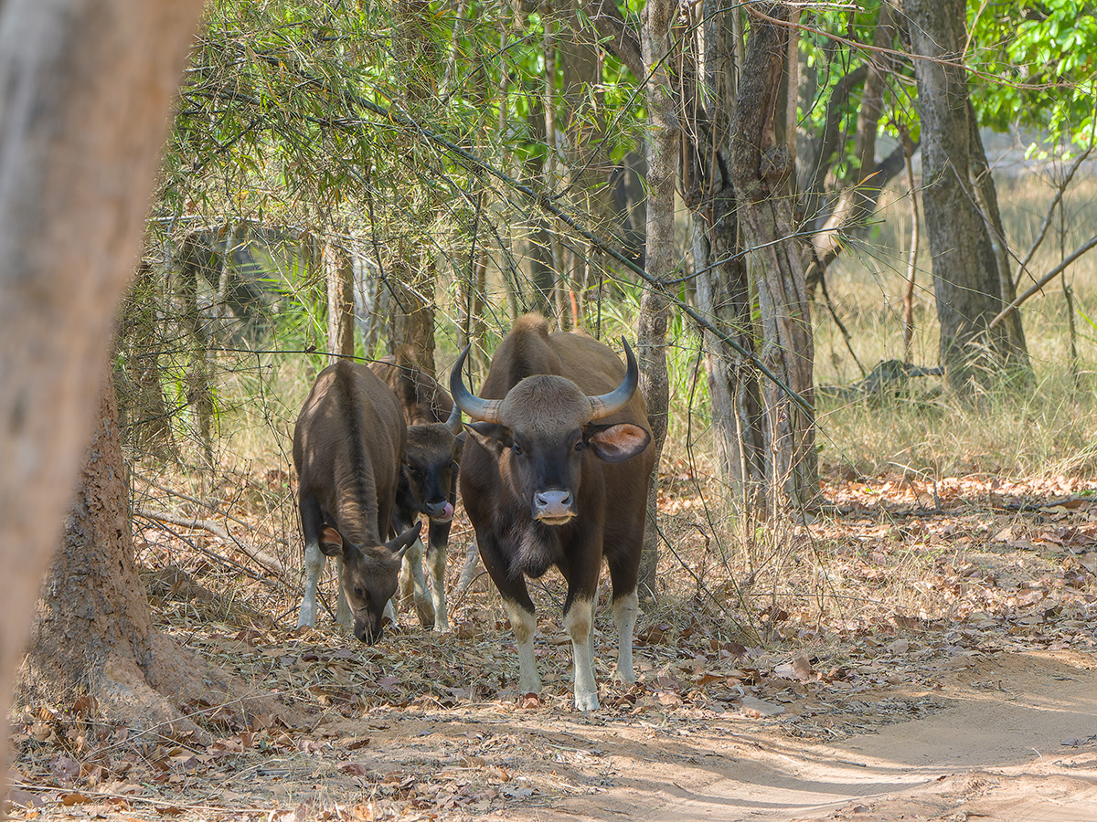 2025-04-14 044 Gaur.jpg