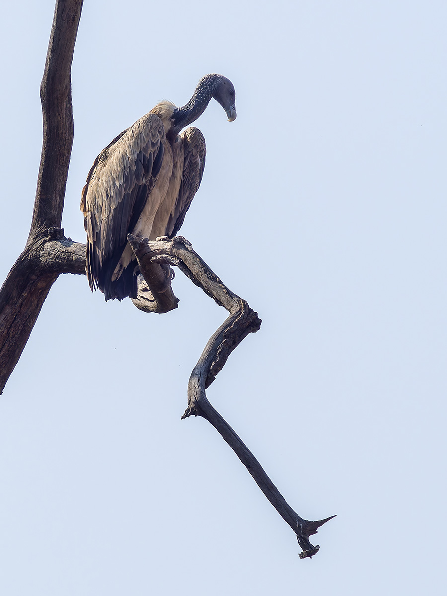 2025-04-14 046 Indian Vulture.jpg