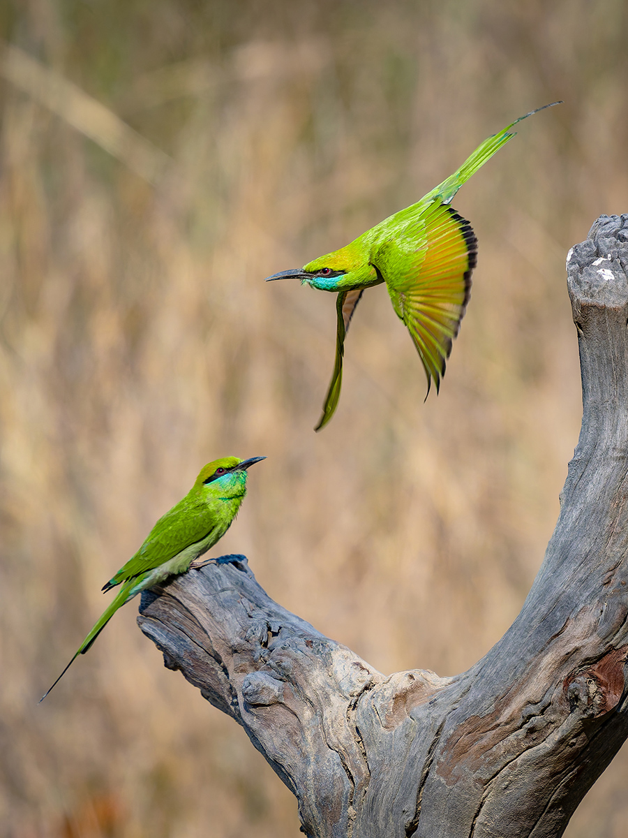 2025-04-14 047 Asian Green Bee-eaters.jpg