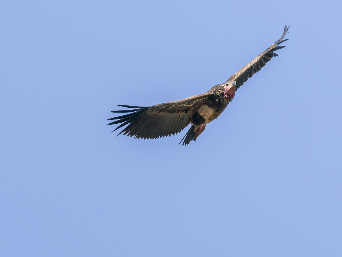 2025-04-14 055 Lappet-faced Vulture.jpg