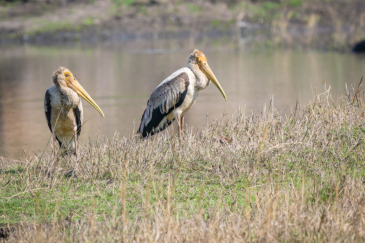 2025-04-14 059 Painted Storks.jpg