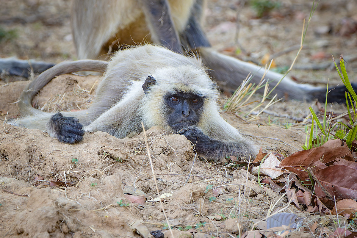 2025-04-14 064 Grey Langur.jpg