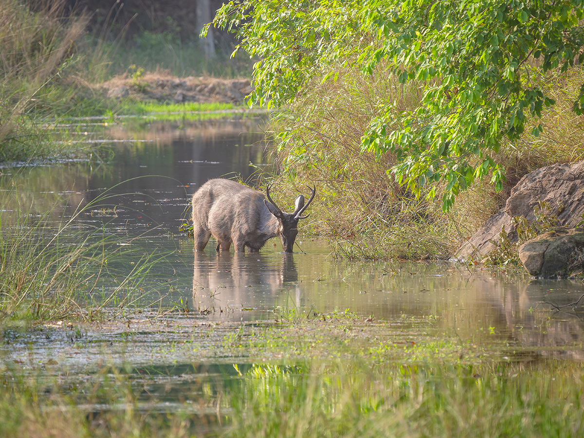 2025-04-14 078 Sambar Stag.jpg