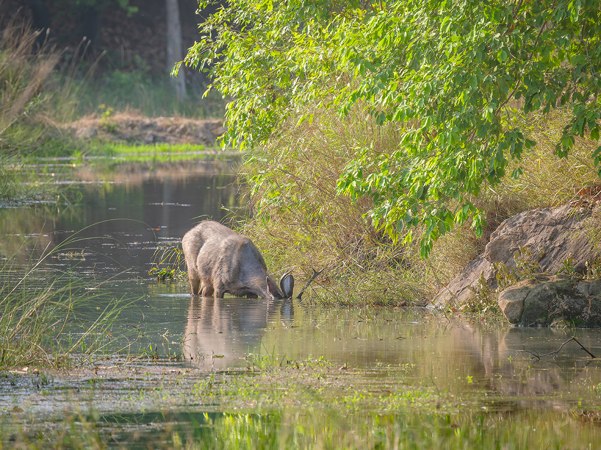 2025-04-14 079 Sambar Stag.jpg