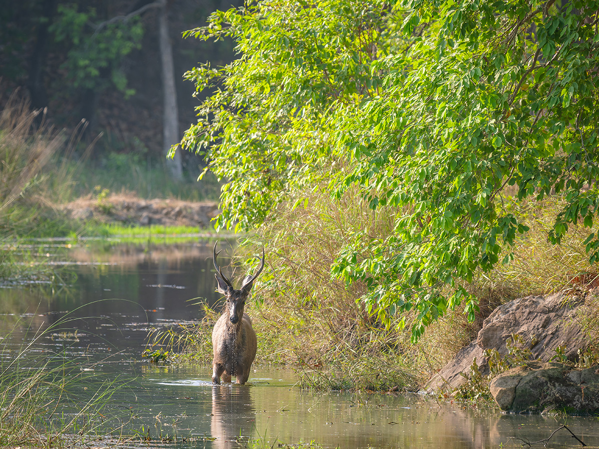 2025-04-14 081 Sambar Stag.jpg
