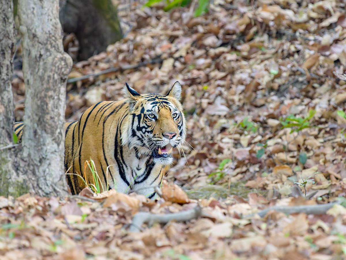 2025-04-14 085 Tiger.jpg