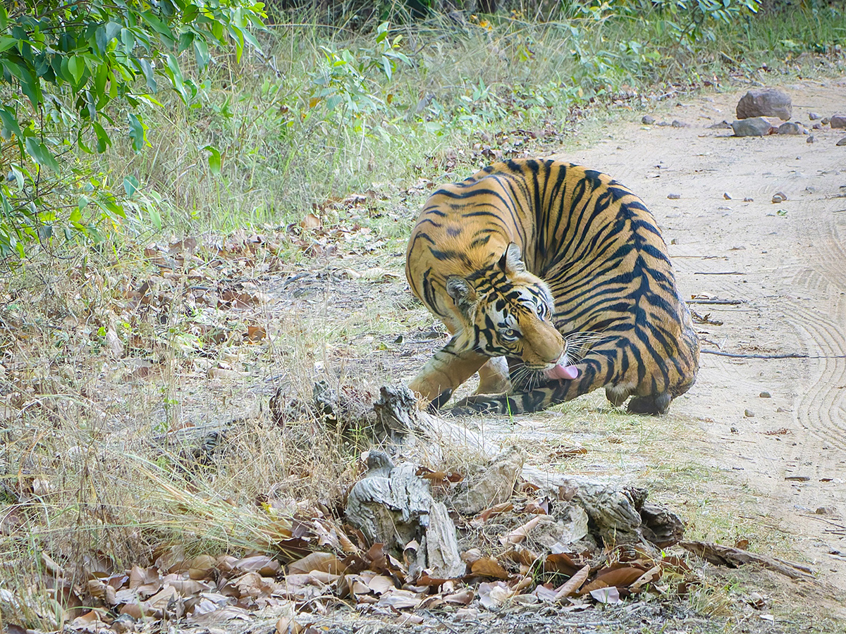 2025-04-14 091 Tiger.jpg