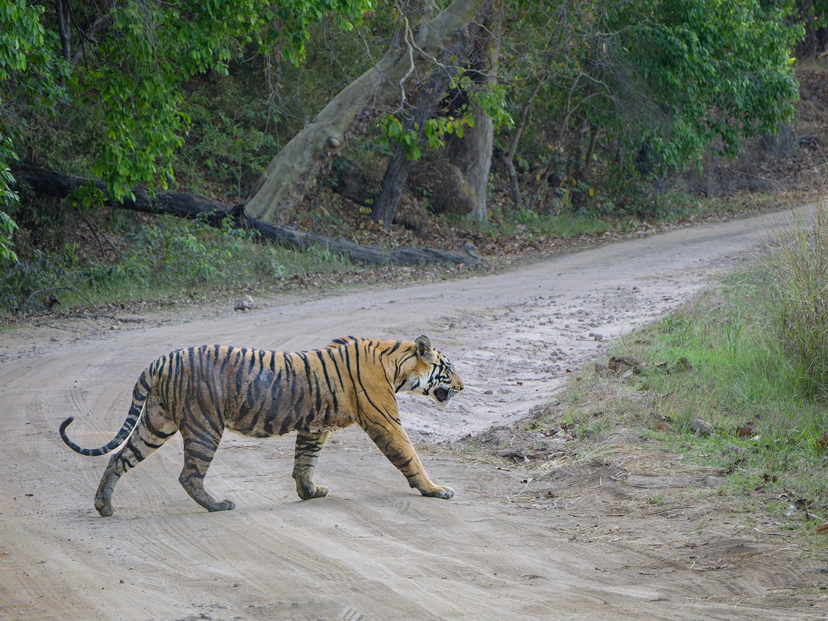 2025-04-14 095 Tiger.jpg