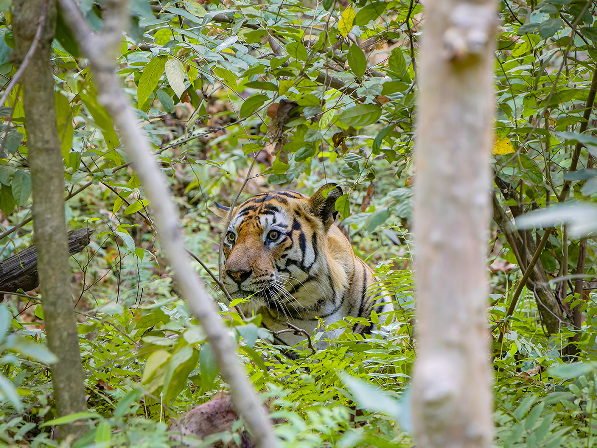 2025-04-14 100 Tiger.jpg