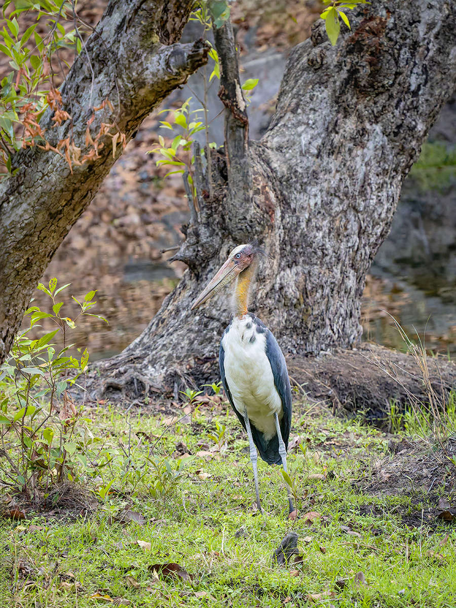 2025-04-14 108 Lesser Adjutant.jpg