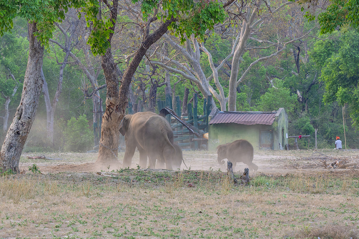 2025-04-14 109 Elephants.jpg