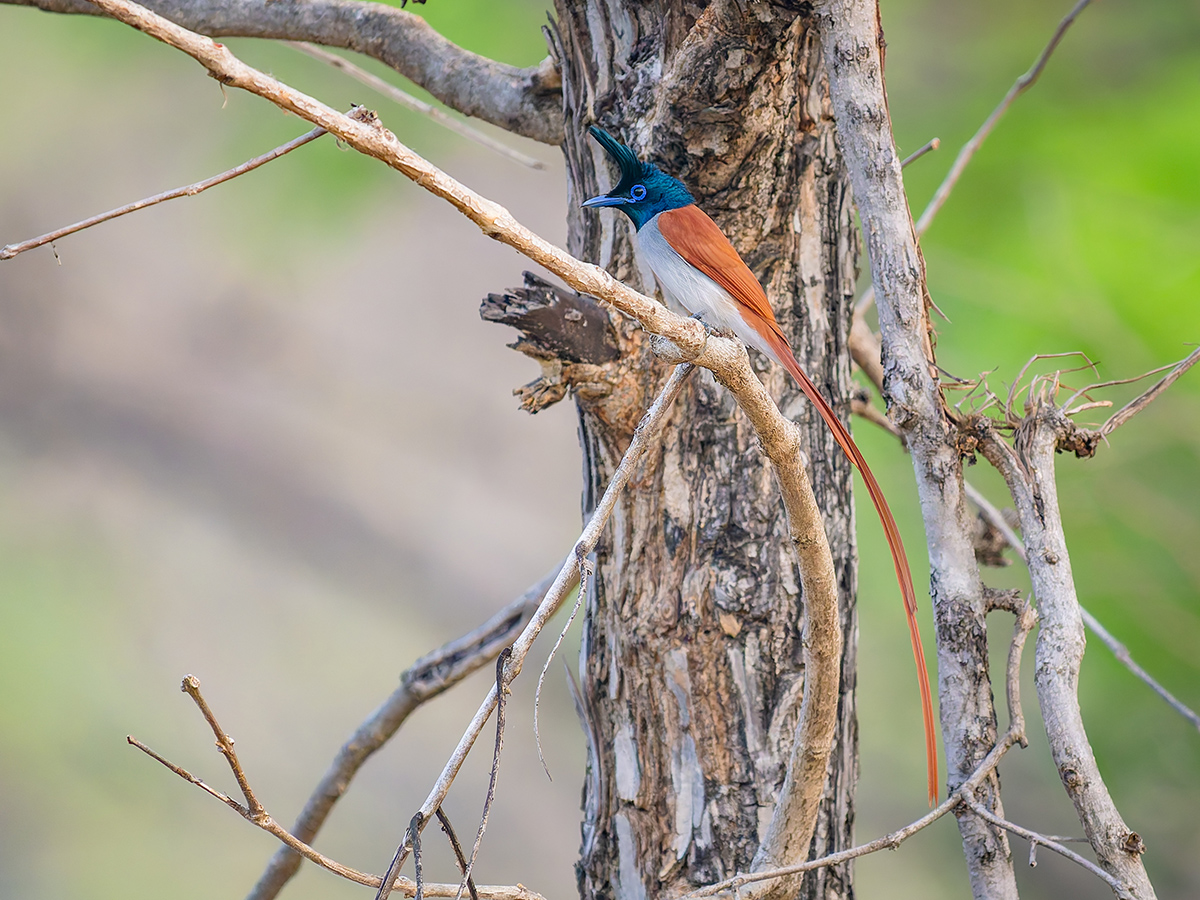 2025-04-15 002 Indian Paradise Flycatcher.jpg