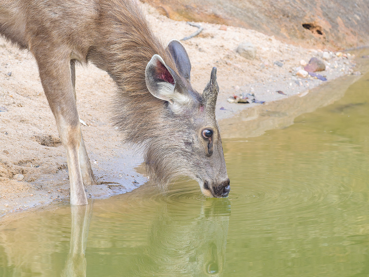 2025-04-15 015 Sambar Deer Drinking.jpg