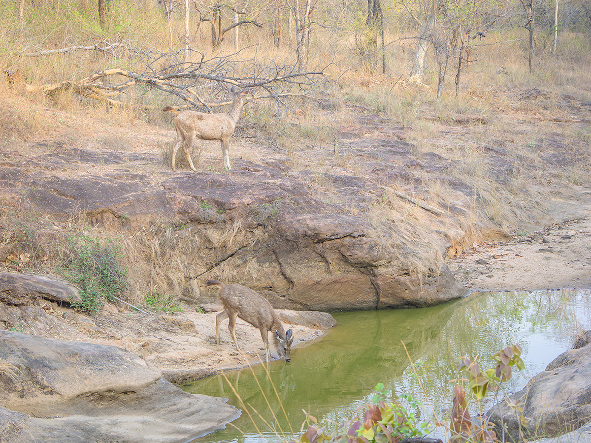 2025-04-15 016 Sambar Deer Drinking.jpg