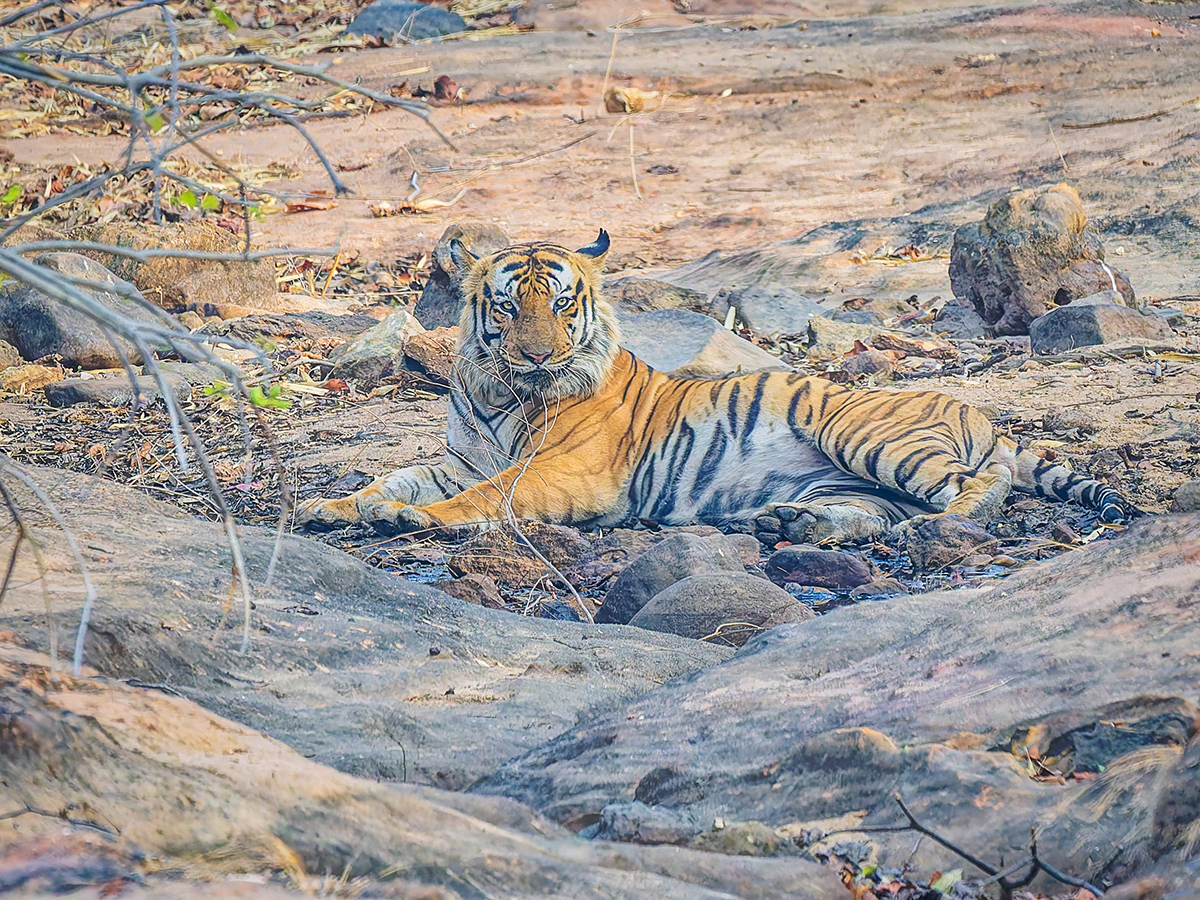 2025-04-15 025 Tiger.jpg