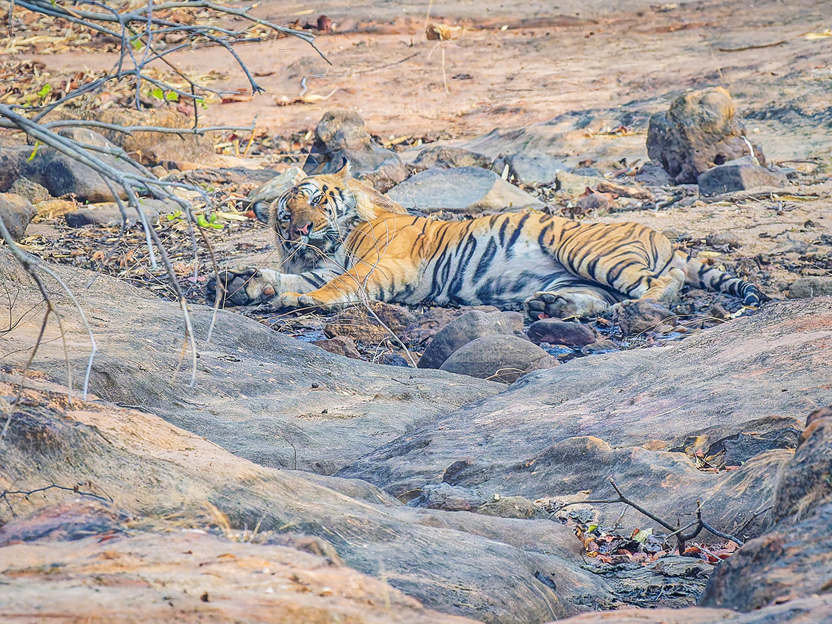 2025-04-15 026 Tiger.jpg
