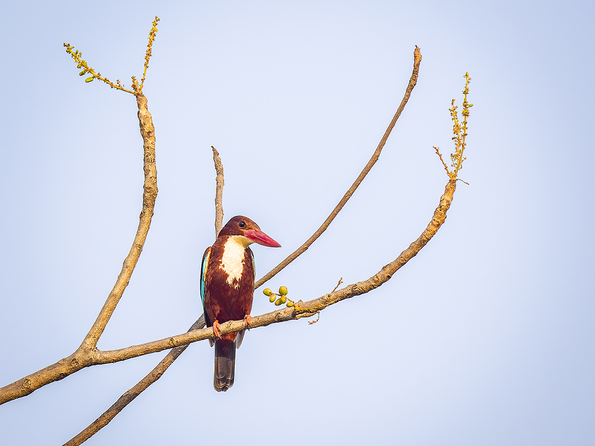 2025-04-15 030 White-throated Kingfisher.jpg