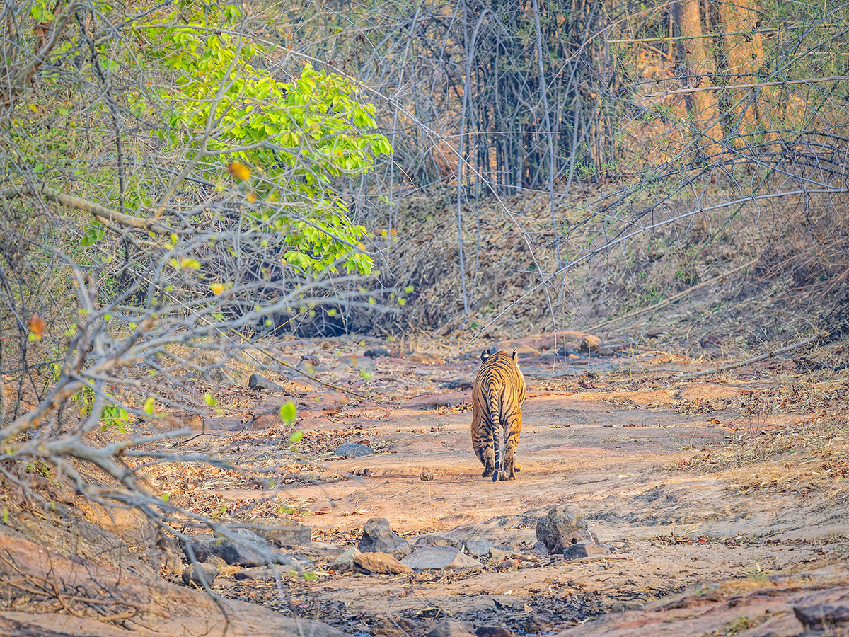 2025-04-15 032 Tiger.jpg