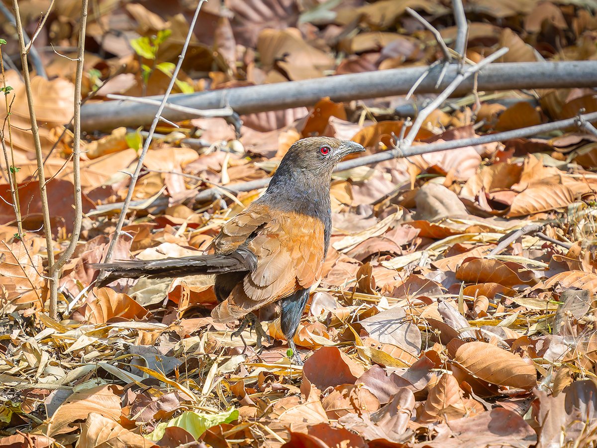 2025-04-15 051 Greater Coucal.jpg