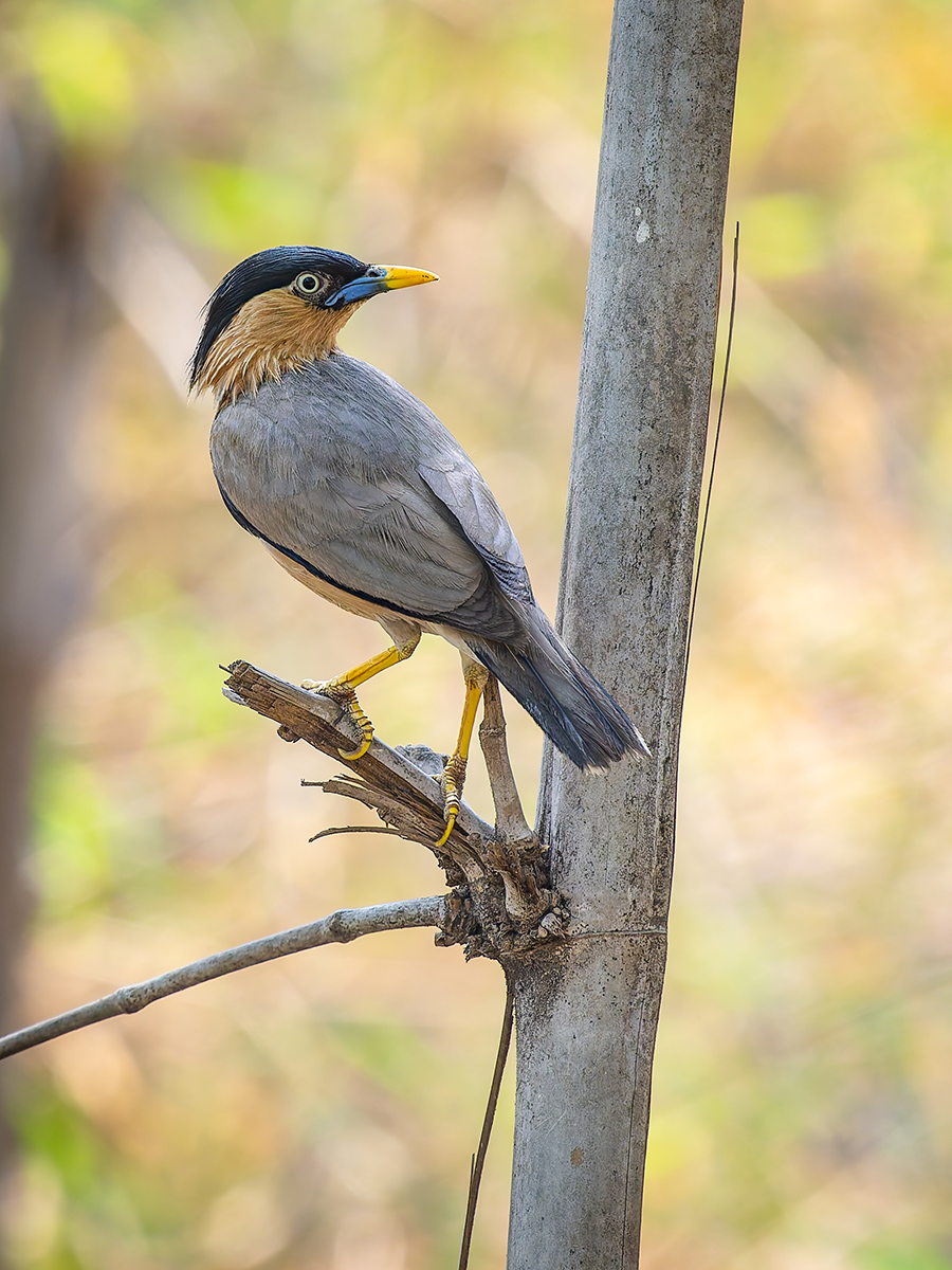 2025-04-15 053 Brahminy Starling.jpg