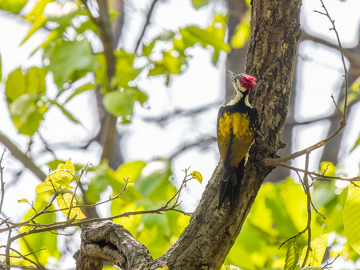 2025-04-15 056 Black-rumped Flameback.jpg