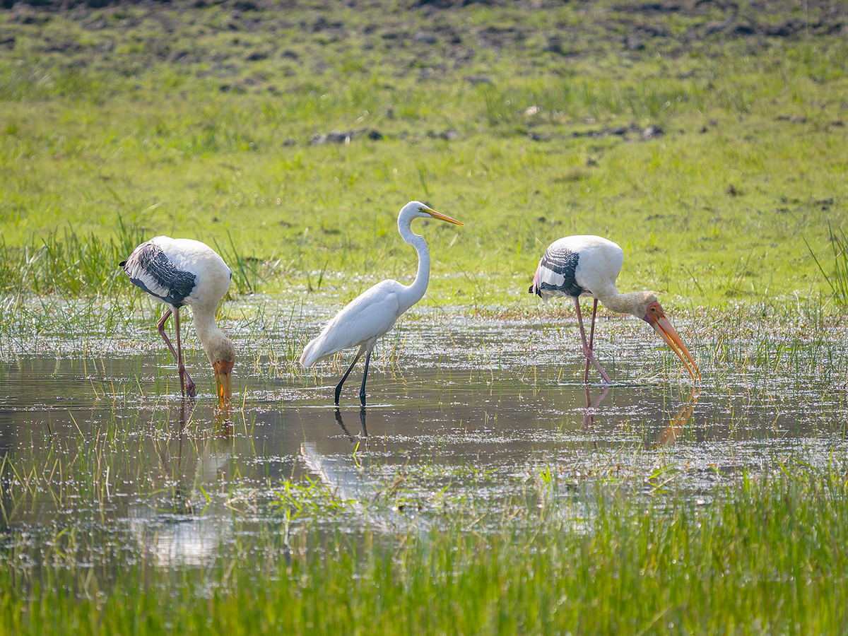 2025-04-15 060 Painted Storks and Eastern Great Egret.jpg