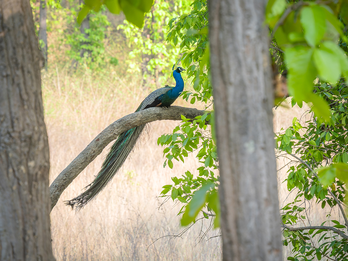 2025-04-15 067 Peacock.jpg
