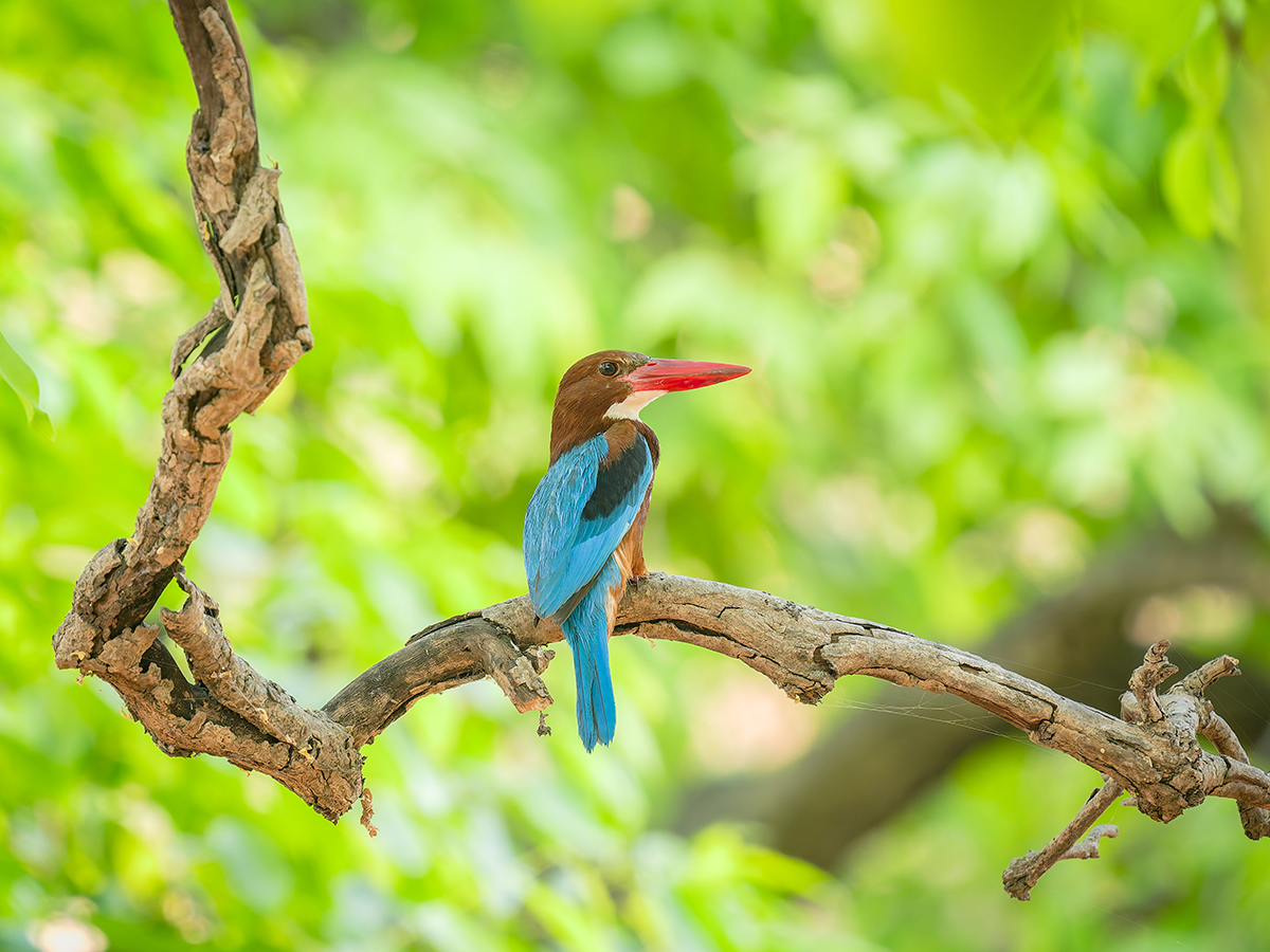 2025-04-15 068 White-throated Kingfisher.jpg