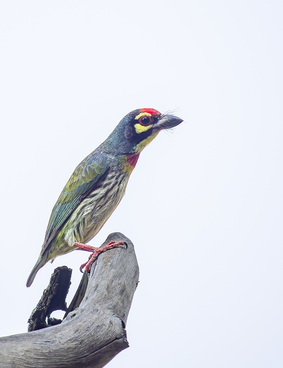 2025-04-15 072 Coppersmith Barbet.jpg