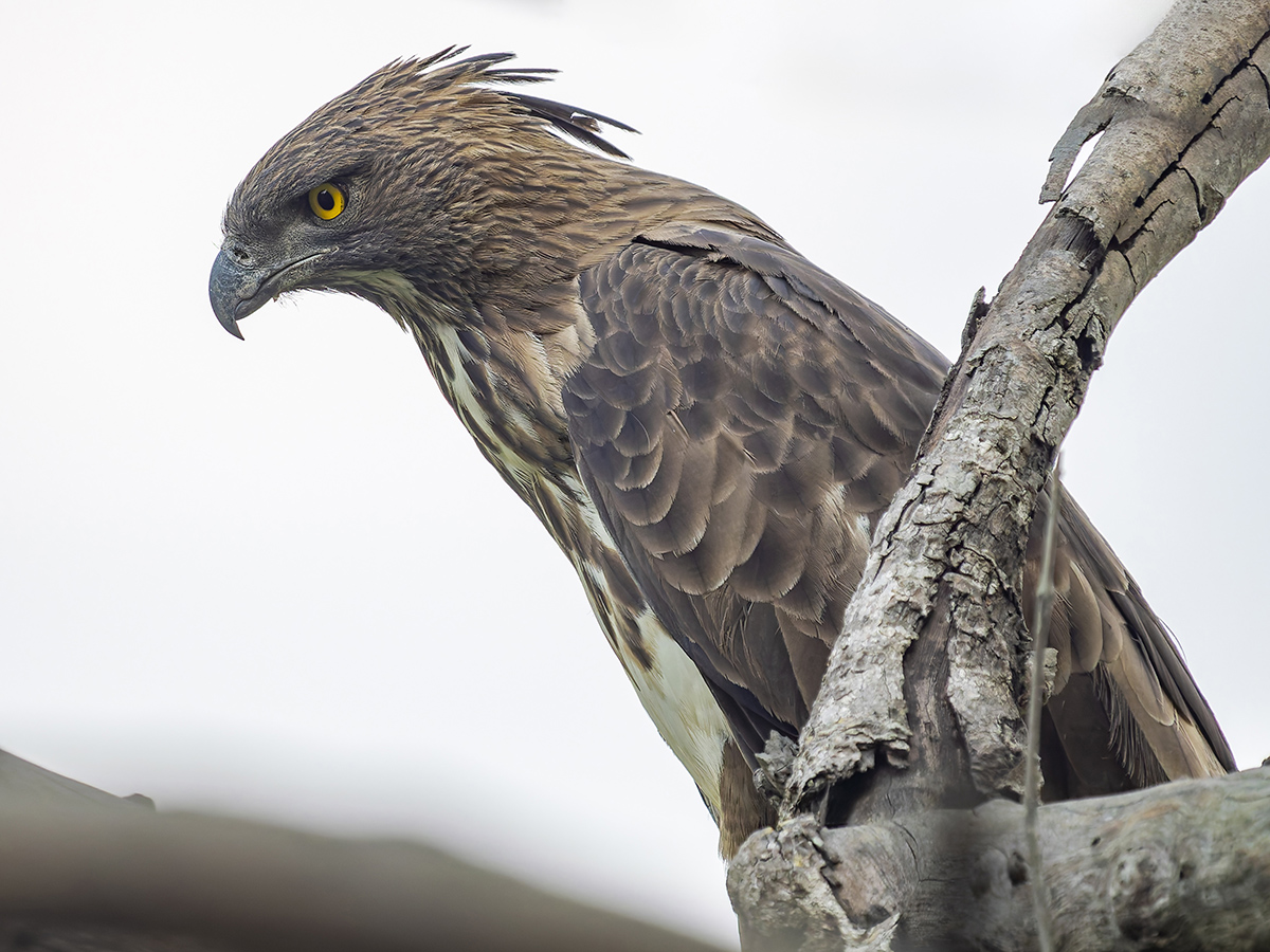 2025-04-15 073 Changeable Hawk-eagle.jpg