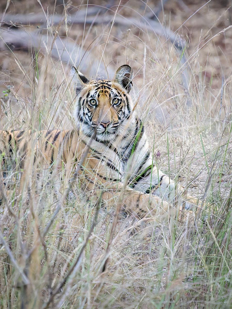 2025-04-16 007 Tiger.jpg