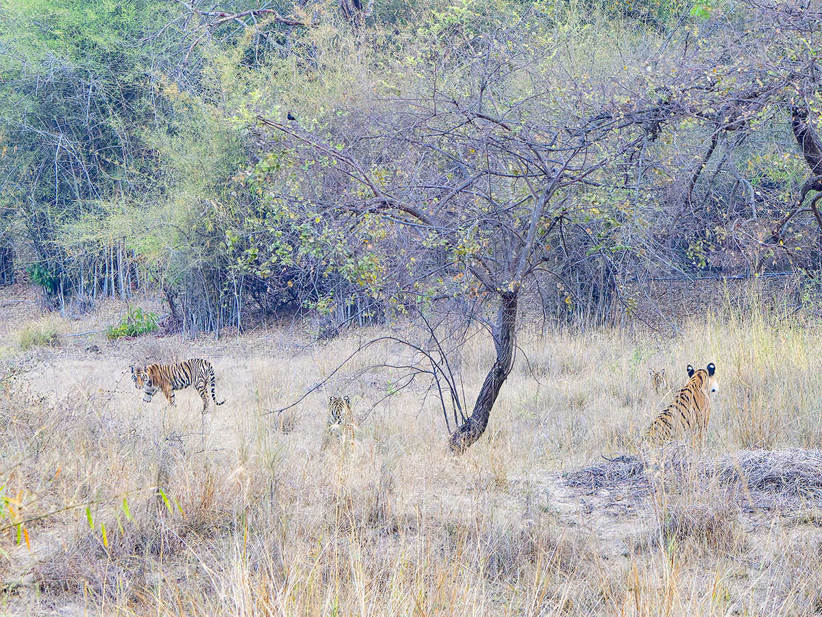 2025-04-16 012 Four Tigers.jpg