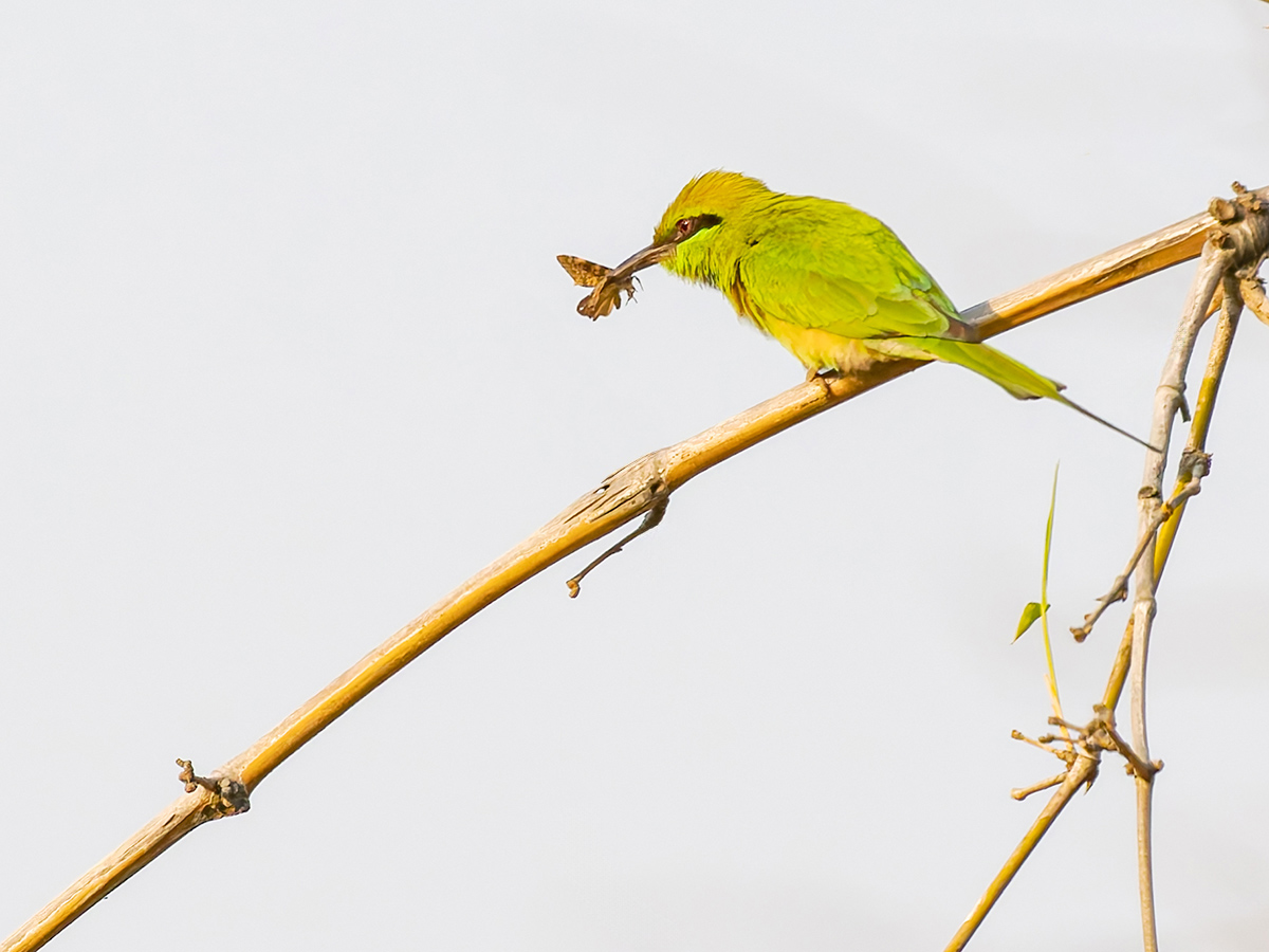 2025-04-16 025 Asian Green Bee-eater with Catch.jpg
