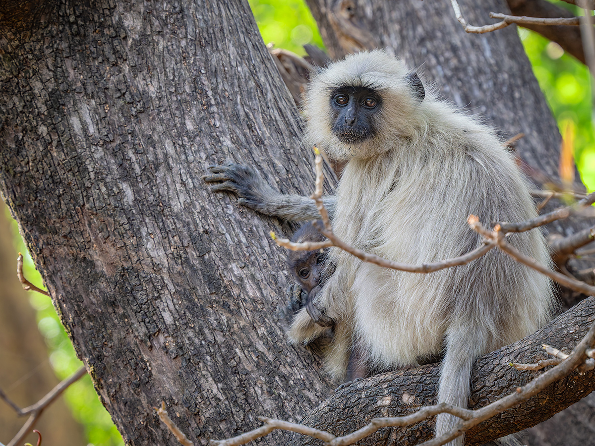 2025-04-16 042 Grey Langur with Baby.jpg