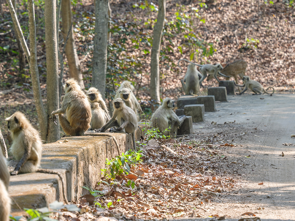 2025-04-16 043 Grey Langurs.jpg