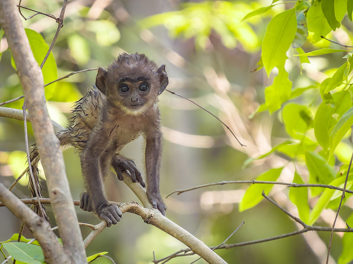 2025-04-16 049 Baby Grey Langur.jpg
