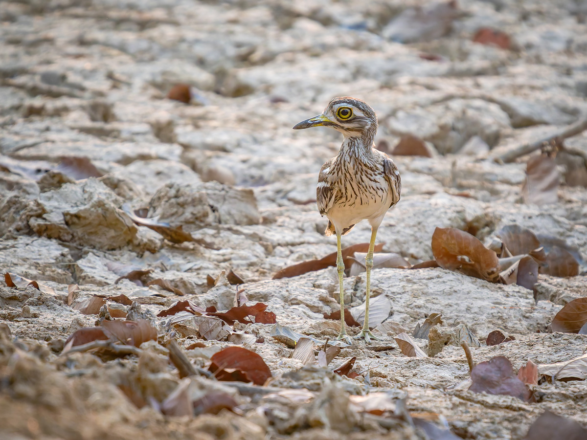 2025-04-16 075 Indian Stone-curlew.jpg