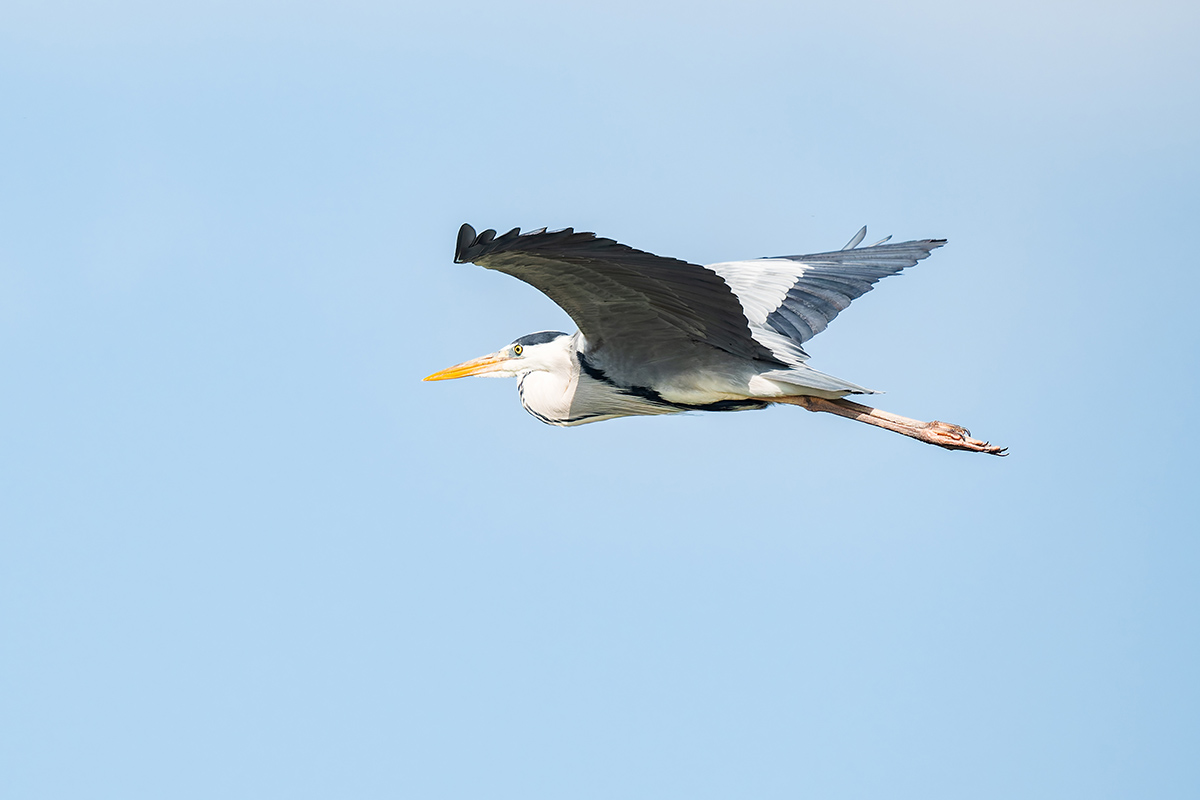 2025-06-12 04 Gray Heron in Flight.jpg