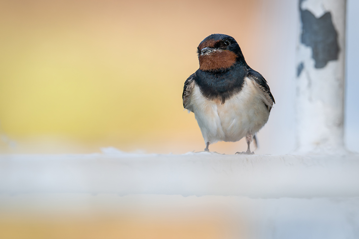2025-06-12 07 Barn Swallow.jpg